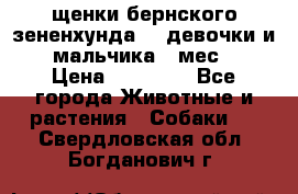 щенки бернского зененхунда. 2 девочки и 2 мальчика(2 мес.) › Цена ­ 22 000 - Все города Животные и растения » Собаки   . Свердловская обл.,Богданович г.